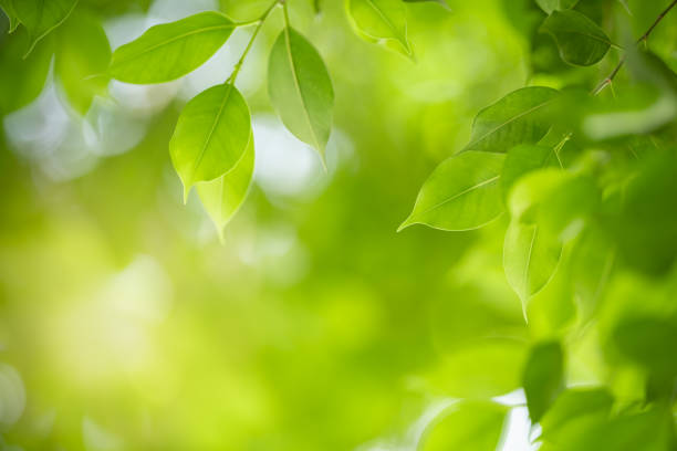 istock Close up of nature view green leaf on blurred greenery background under sunlight with bokeh and copy space using as background natural plants landscape, ecology wallpaper concept. 1202317220