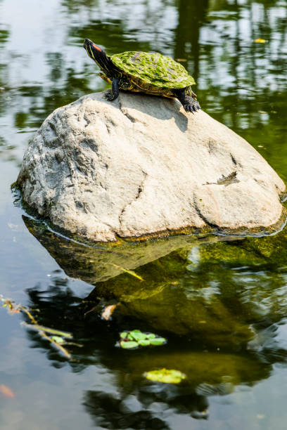 istock Turtles on the rock in a pond sunbathing 1202317626