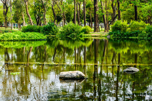 pond in the park