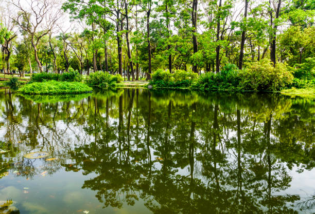 pond in the park