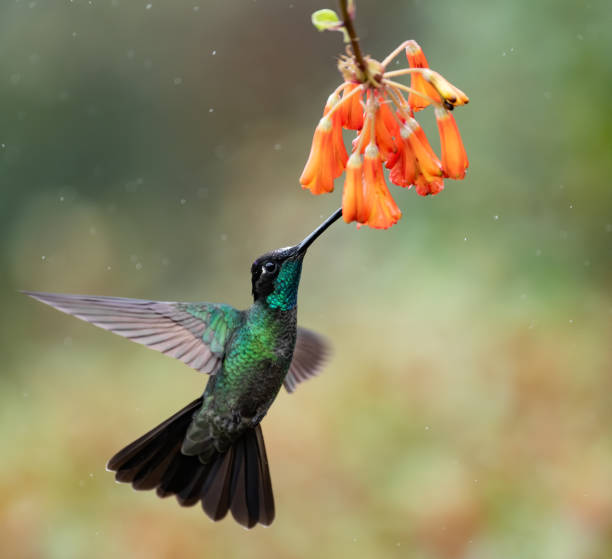 istock Hummingbird in Costa Rica 1202318605