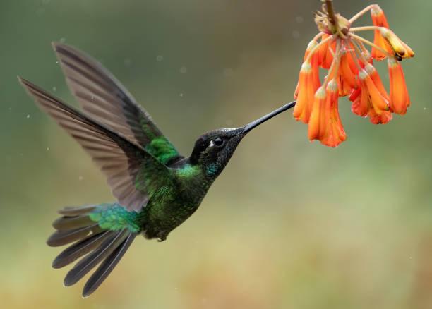 istock Hummingbird in Costa Rica 1202318635