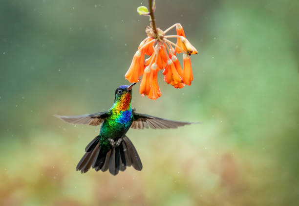 istock Hummingbird in Costa Rica 1202318796