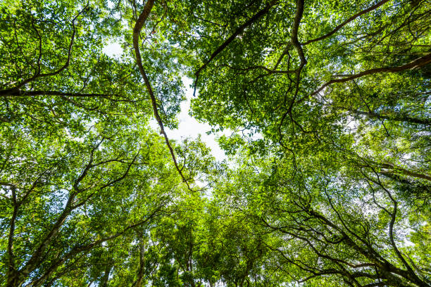 Green trees in the forest