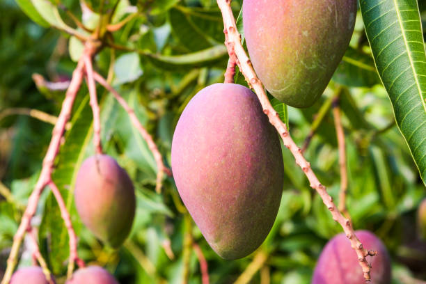 Tree Ripe Orange Mango 3,200+ Ripe Mango Tree Stock Photos, Pictures & Royalty-Free Images ...