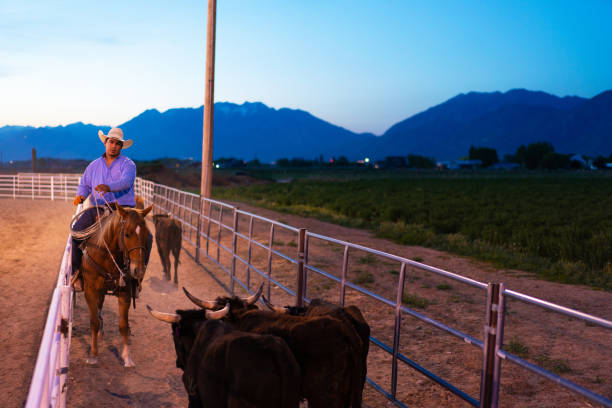 istock Cowboy pushing cattle to the roping box 1202319965