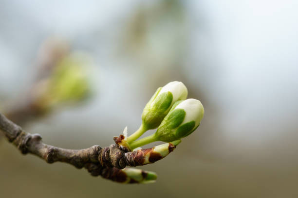 봄에 독일 과수원에서 녹색 세팔과 흰 꽃잎�이 싹이 나는 벚꽃 (prunus avium)의 새로운 겨울 싹. 배경 흐림 및 복사 공간, 가로 형식이 있는 클로즈업 매크로 샷 - bud 뉴스 사진 이미지