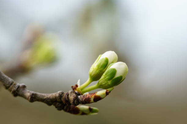 New winter buds of a cherry tree (prunus avium) with green sepals and white petals sprouting in German orchard in spring. Close-up macro shot with background blur and copy space, horizontal format New winter buds of a cherry tree (prunus avium) with green sepals and white petals sprouting in German orchard in spring. Close-up macro shot with background blur and copy space, horizontal format bud stock pictures, royalty-free photos & images