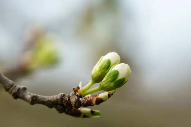 New winter buds of a cherry tree (prunus avium) with green sepals and white petals sprouting in German orchard in spring. Close-up macro shot with background blur and copy space, horizontal format