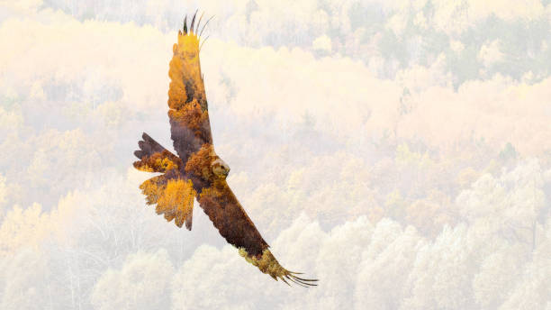 istock Abstract nature and birds. Double exposure effect. 1202320777