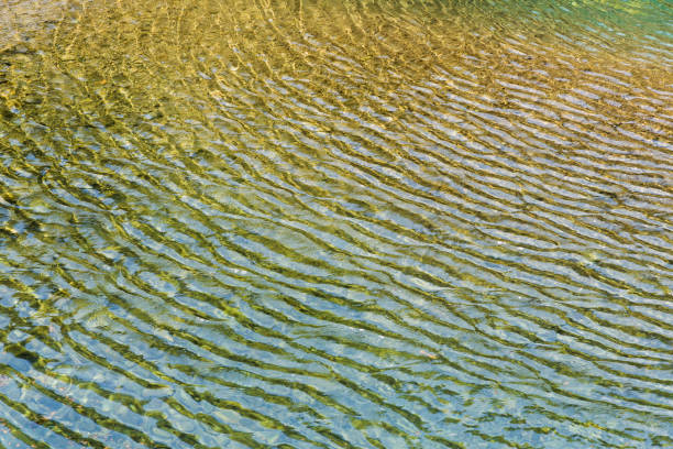 池の水の波紋の表面。 - wavelet ストックフォトと画像