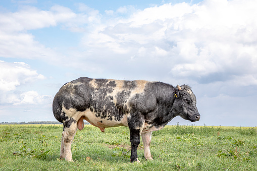 Belgian blue, beautiful beef bull, shy, with horn, in a field under a blue sky with clouds.