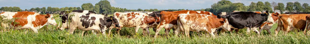 istock Cows in a row, in line, one behind the other,  one after another, in sequence, on end, in single file, on their way to the milking parlor to be milked. 1202321217