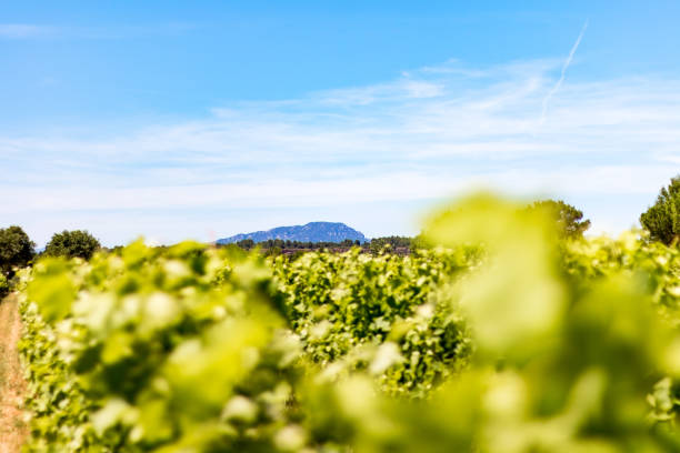 Vineyard of Teyran dominated by the Pic Saint-Loup stock photo