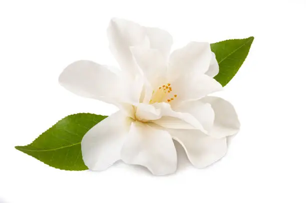 camellia flower with leaf isolated on white
