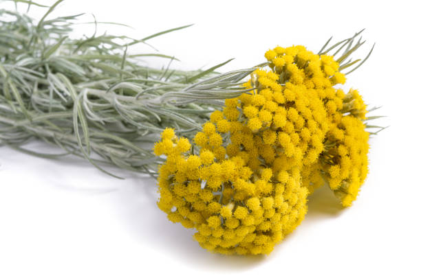 istock Yellow helichrysum flowers 1202323961