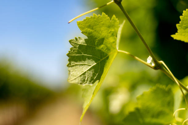 istock Vines of the Teyran vineyard (France) 1202324469
