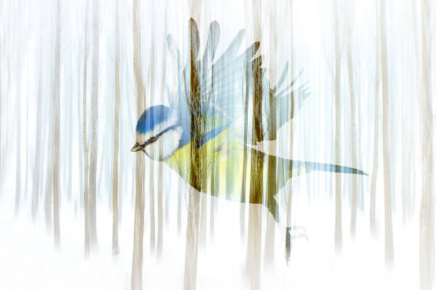 istock Abstract nature and bird. Double exposure effect. Blue tit. 1202324492