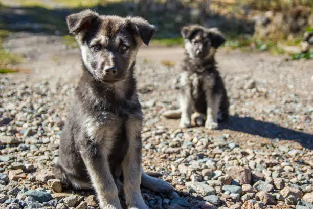 Two cute gray puppy pooch on rural scene backgroung.