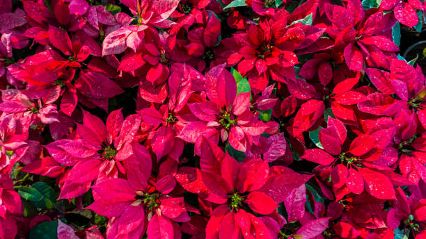 istock red poinsettia plants 1202325707