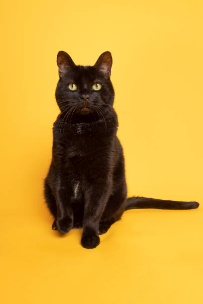 istock Studio Portrait of Black Cat Begging 1202325789