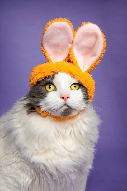 istock Portrait of an Easter Kitty 1202325858