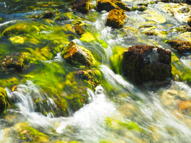 deep forest stream - river kolpa imagens e fotografias de stock