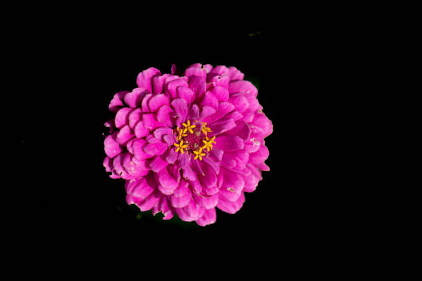 Layers Of pink Petals of zinnia flower on black background.