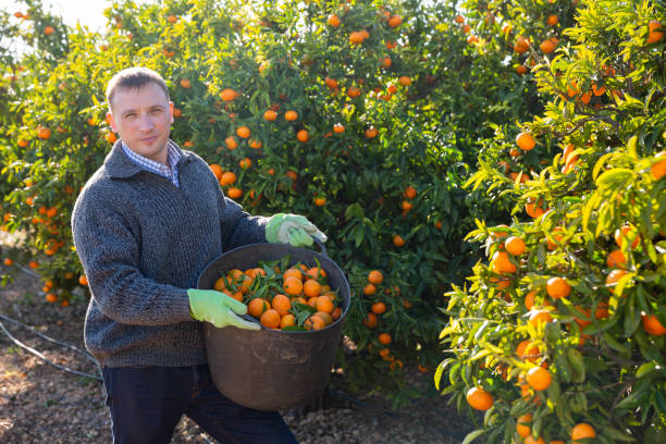 istock Worker harvesting mandarins on farm 1202330600