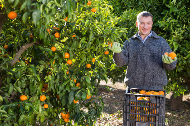 istock Worker harvesting mandarins on farm 1202330622