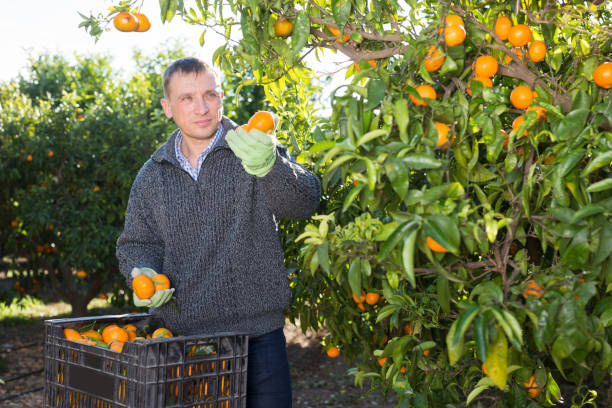 istock Man harvesting tangerines on organic plantation 1202330627