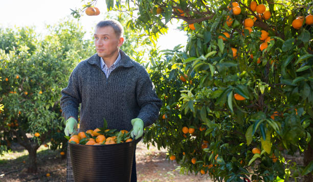 istock Worker harvesting mandarins on farm 1202330642