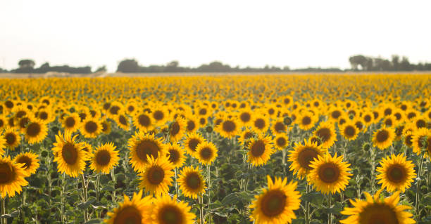 istock Sunflowers field blooming in Spain 1202331101