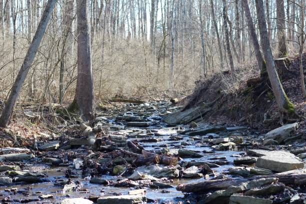 istock Creek of the Forest 1202331124