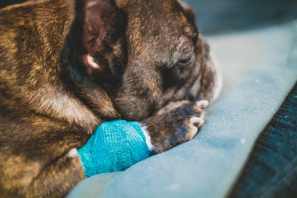 istock sick french bulldog sleeping on the sofa 1202331707