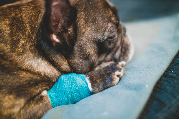 istock sick french bulldog sleeping on the sofa 1202331724