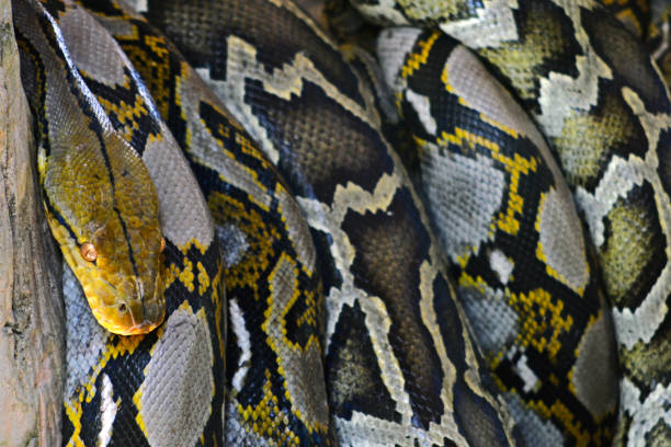 boa oder reticulated python ruhen auf einem zweig - royal python stock-fotos und bilder