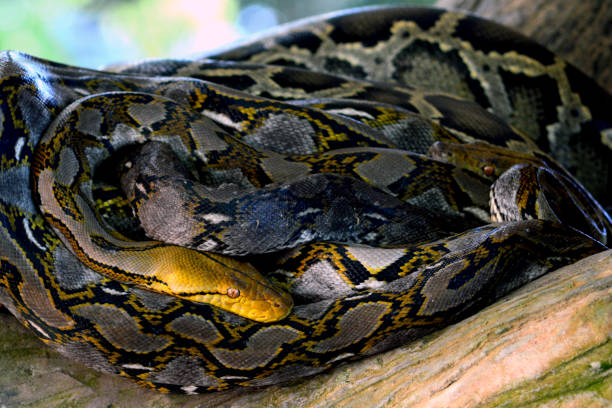 boa lub reticulated python spoczywa na gałęzi - royal python zdjęcia i obrazy z banku zdjęć