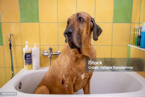 A Dog Breed Fila Brasileiro Taking A Shower With Soap And Water