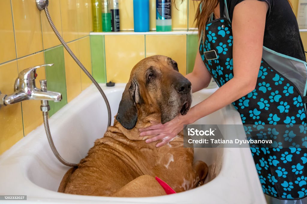 A Dog Breed Fila Brasileiro Taking A Shower With Soap And Water