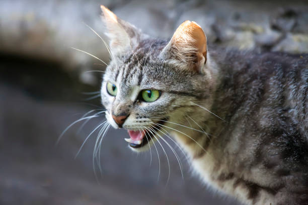 a wild and angry cat a wild and angry cat in the threat of blowing up hissing photos stock pictures, royalty-free photos & images