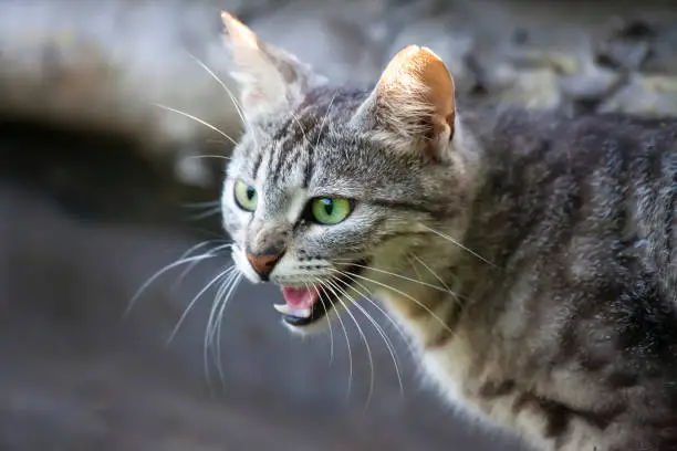Photo of a wild and angry cat