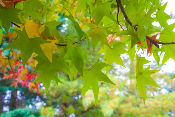 istock maple leaves in the early autumn 1202332309