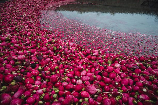 red radish wash