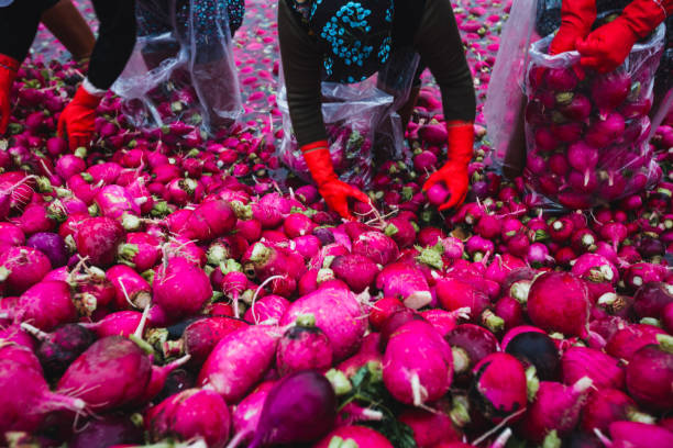 red radish wash