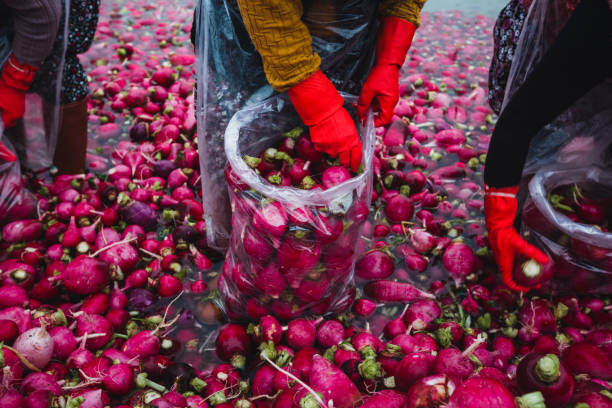 red radish wash