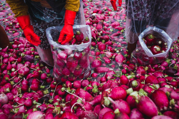 red radish wash
