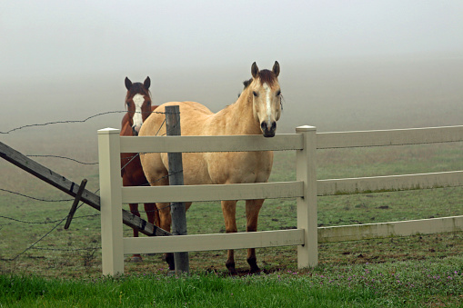 Horses looking at camera in pasture with dense fog