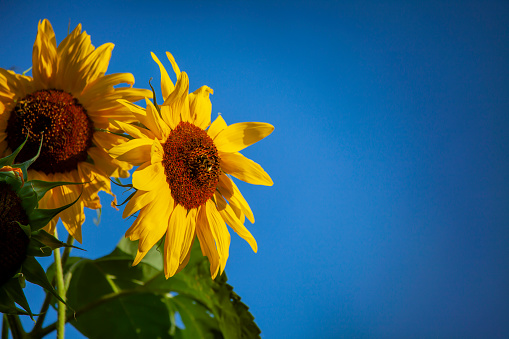 two sunflower flowers against a blue sky background