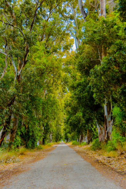 istock Parkway, tree tunnel. Marmaris lovers way. 1202333644